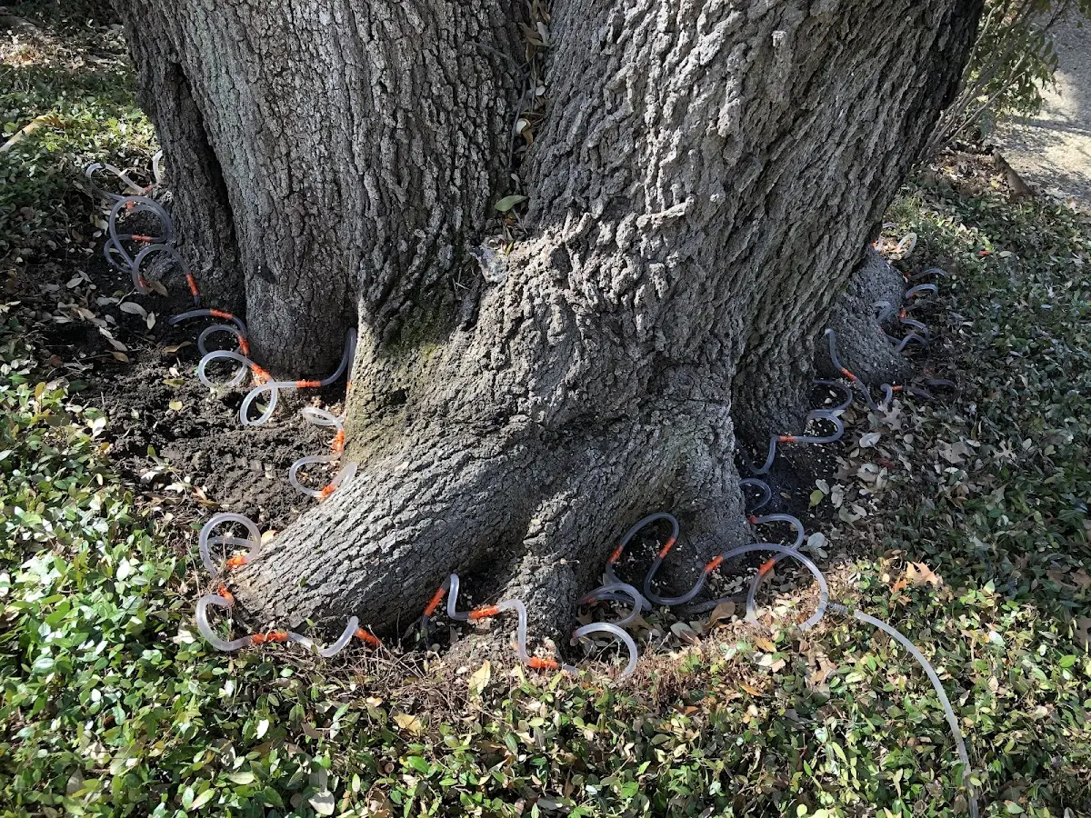 Detailed Tree Cabling and Bracing job site in Cottondale