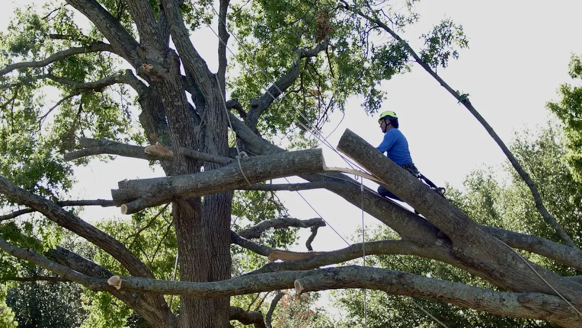 Professional Crown Thinning performed by certified arborists in Cottondale